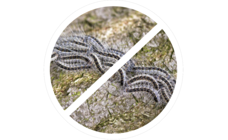 Tuer chenilles processionnaires